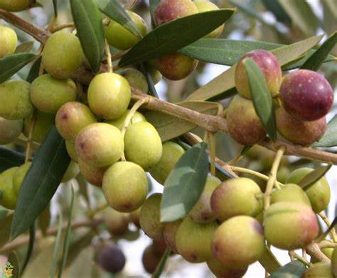 Arbequina_Olive.jpg
