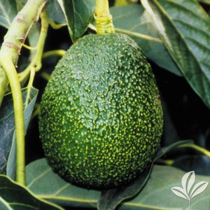Avocado_Hass.jpg
