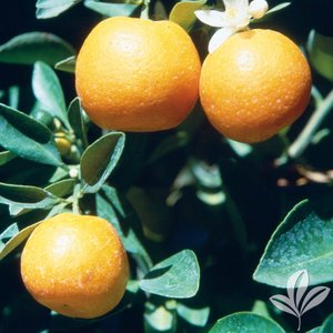 Calamondin.jpg