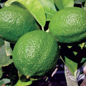 Lime_Persian.jpg