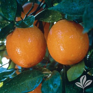 Orange_Hamlin_LA_Sweet.jpg