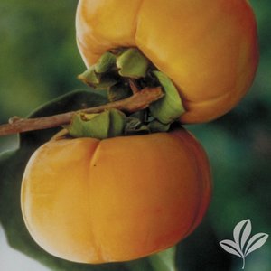 Persimmon_Fuyu.jpg