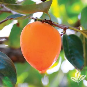 Persimmon_Tane-Nashi.jpg