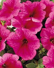 Petunia_Sun_Spun_Pink_Ice.jpg