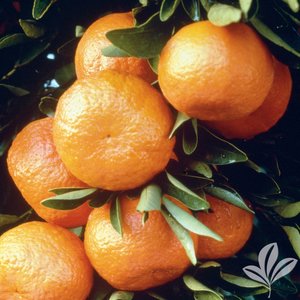 Satsuma_Brown_Select_Satsuma.jpg