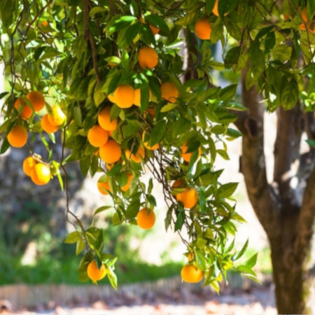 Fall Citrus Trees